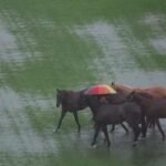 A man uses an umbrella to walk horses through a partially flooded polo field as rain pours in Kuala Lumpur, Malaysia, November 24, 2025.— Reuters