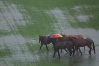A man uses an umbrella to walk horses through a partially flooded polo field as rain pours in Kuala Lumpur, Malaysia, November 24, 2025.— Reuters