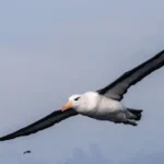 saving-south-africa-albatross-fishing-threat