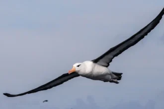 saving-south-africa-albatross-fishing-threat