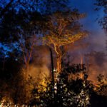 Major soy traders may exit the Amazon Soy Moratorium to keep tax incentives in Brazil, raising fears of higher deforestation.