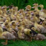 Ceva Animal Health explains how avian influenza vaccination safeguards poultry, reduces outbreaks, and supports global food security.