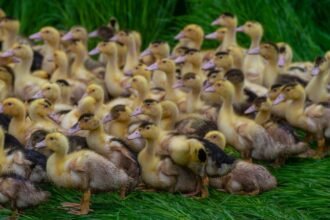 Ceva Animal Health explains how avian influenza vaccination safeguards poultry, reduces outbreaks, and supports global food security.