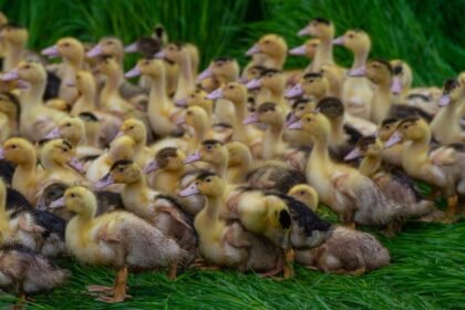 Ceva Animal Health explains how avian influenza vaccination safeguards poultry, reduces outbreaks, and supports global food security.