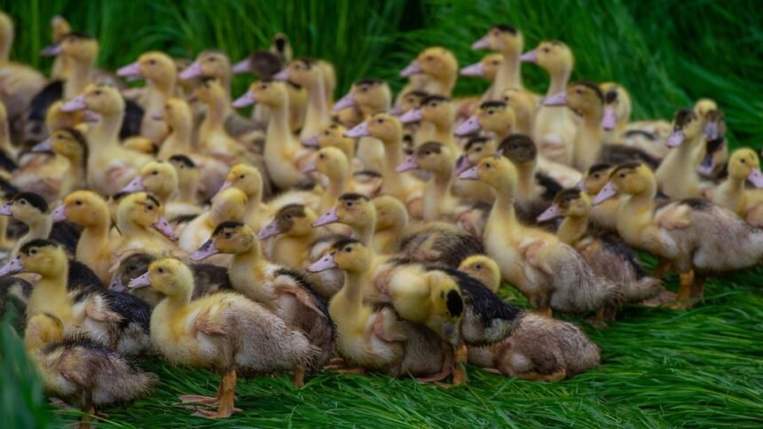 Ceva Animal Health explains how avian influenza vaccination safeguards poultry, reduces outbreaks, and supports global food security.