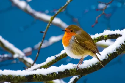 white-christmas-uk-2025-forecast