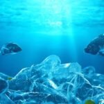 PFAS forever chemicals harm oceans, wildlife, and human health. Learn why these persistent pollutants demand urgent action now.