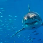 mediterranean-great-white-sharks-threat