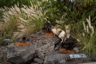 Hawaii’s Big Island bans feeding feral cats on county property to protect endangered native species like the nene goose from predation.