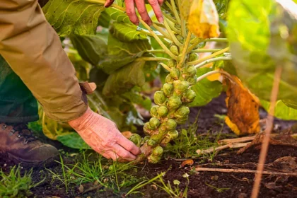 Brussels sprouts are less bitter today thanks to farming, breeding, and gene science. Here’s why modern sprouts taste better than ever.