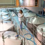 Europe scales precision fermentation and engineered biology to produce sustainable, human-identical proteins for food, health, and bioeconomy growth.