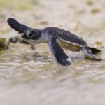 seven-climate-and-nature-wins-2025