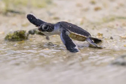 seven-climate-and-nature-wins-2025