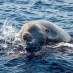 beaked whales underwater sounds research