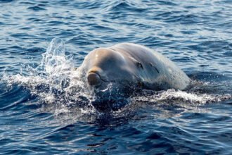 beaked whales underwater sounds research