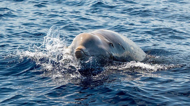 beaked whales underwater sounds research