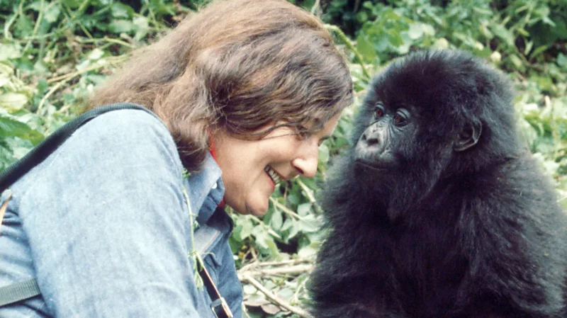 dian-fossey-gorillas-murder-mystery-legacy