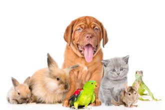 UK Government announces major animal welfare reforms to ban puppy farming, end caged hens, protect farm animals, and pet welfare.