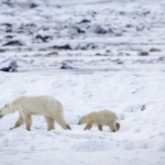 Polar bear mother walking with two cubs on snowy terrain in northern Canada, illustrating rare polar bear adoption