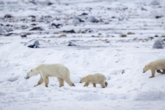Polar bear mother walking with two cubs on snowy terrain in northern Canada, illustrating rare polar bear adoption
