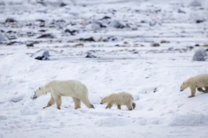 Polar bear mother walking with two cubs on snowy terrain in northern Canada, illustrating rare polar bear adoption