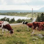 Explore Norway’s Stølsruta: A 65km Journey Through Vanishing Summer Farms