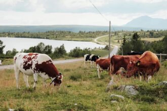 Explore Norway’s Stølsruta: A 65km Journey Through Vanishing Summer Farms