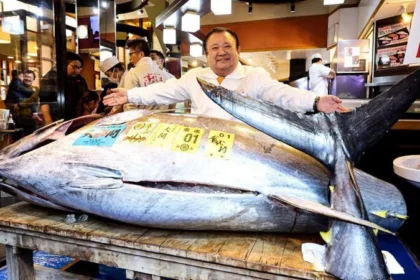 Bluefin tuna Tokyo auction record price