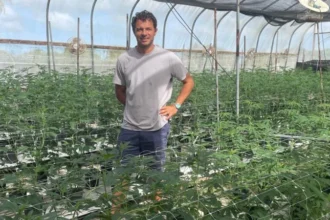 Caribbean cannabis growers eye budding domestic sales and exports
