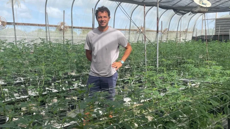 Caribbean cannabis growers eye budding domestic sales and exports