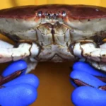 Cromer Crab Company Seeks Compensation Amid Offshore Wind Farm Concerns