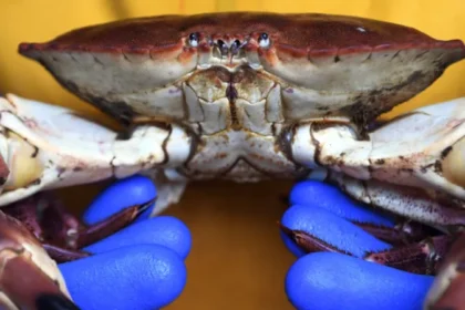 Cromer Crab Company Seeks Compensation Amid Offshore Wind Farm Concerns