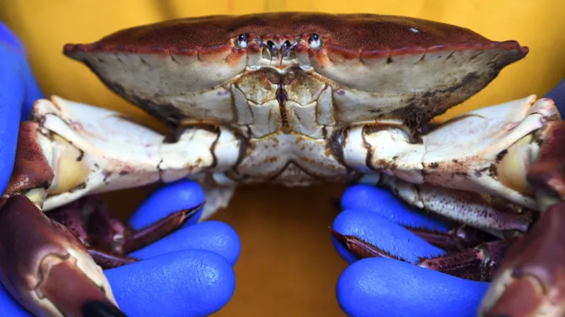 Cromer Crab Company Seeks Compensation Amid Offshore Wind Farm Concerns