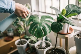 Heres how to keep them alive