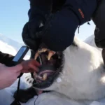 Polar bears on Norwegian islands fatter and healthier despite ice loss, scientists say