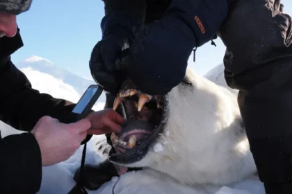 Polar bears on Norwegian islands fatter and healthier despite ice loss, scientists say