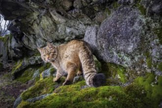 European Wildcats Are Slowly Returning