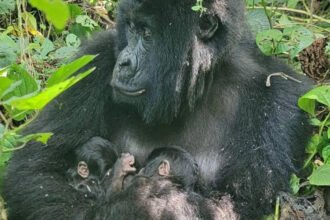 Rare Mountain Gorilla Twins Born in Virunga National Park