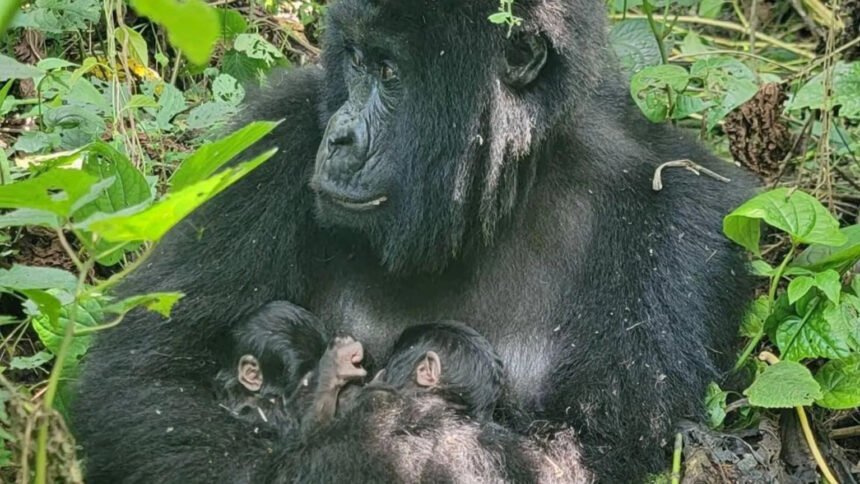 Rare Mountain Gorilla Twins Born in Virunga National Park