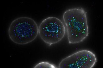 Four pronged antibodies boost T cell activity, helping the immune system attack cancer more effectively and support next generation immunotherapy.