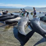 New Zealand whale stranding