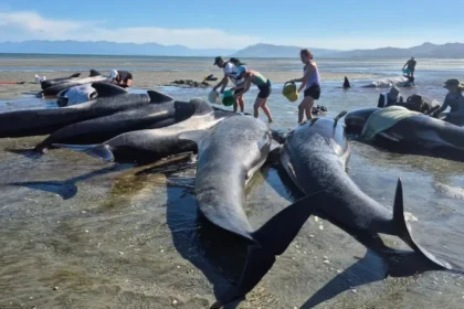 New Zealand whale stranding