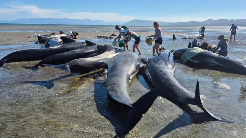 New Zealand whale stranding