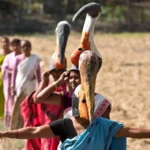 How local women saved the endangered hargila stork