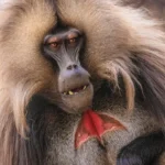 What animals can teach us about overcoming tyranny