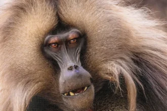 What animals can teach us about overcoming tyranny