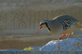 archaeological sites protecting biodiversity