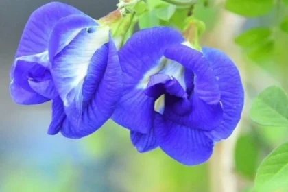 butterfly pea flower farming india