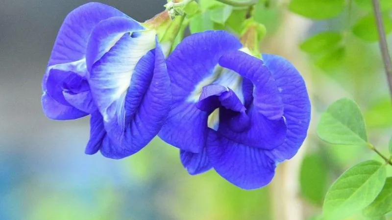 butterfly pea flower farming india