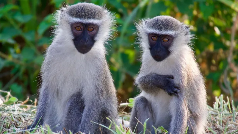 Vervet monkeys spotted on a residential street in St Louis after escaping and roaming the neighborhood